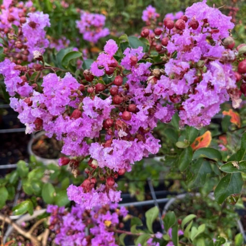 Liliac Indian Violet "Lagerstroemia Indica"