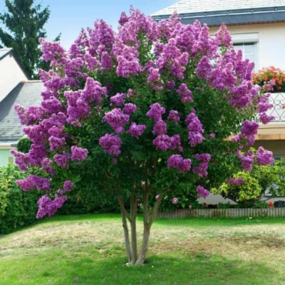 Liliac Indian Violet "Lagerstroemia Indica" Ghiveci 2L 30-40cm