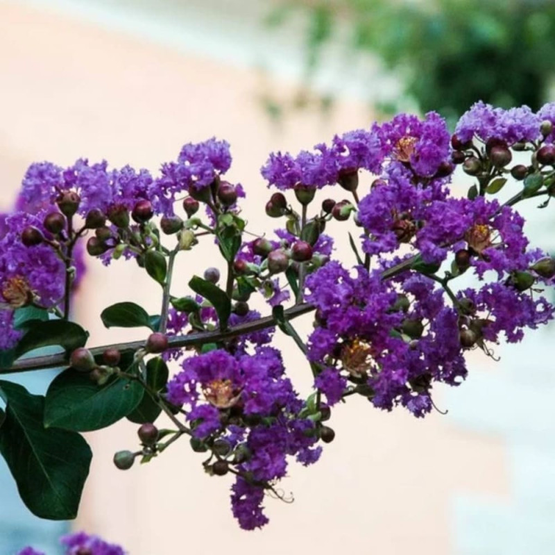 Liliac Indian Violet "Lagerstroemia Indica" floare violet