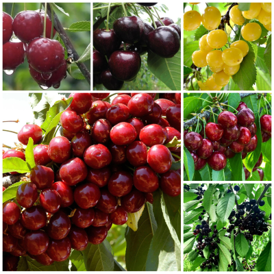 Pachet "Productie Abundenta" - Ciresi Anul 3 - Bulbshop