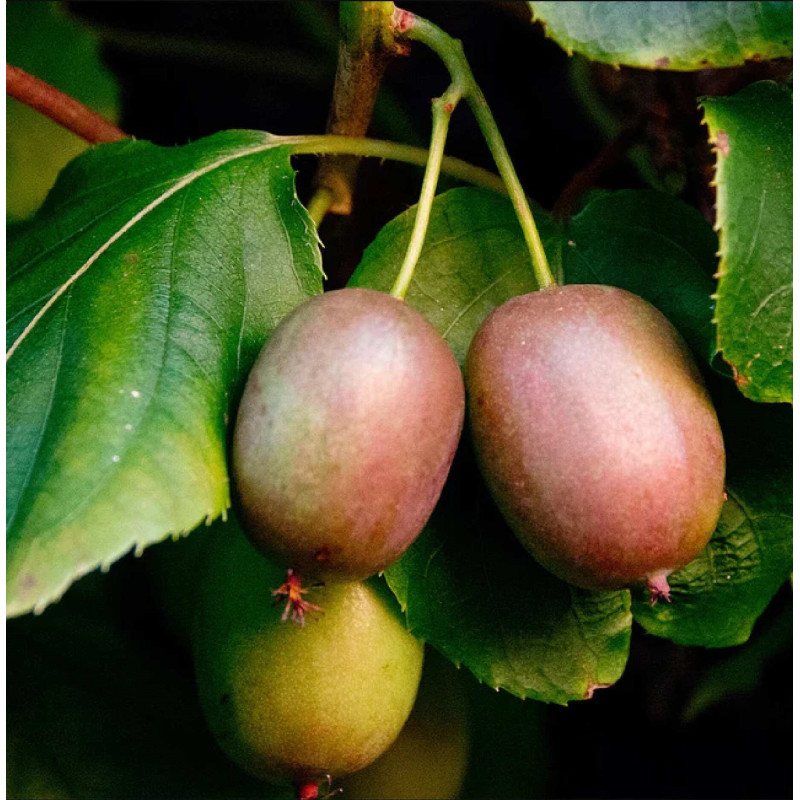 Kiwi Autofertil "Tomuri Actinidia" Ghiveci 2L ÃŽnÄƒlÈ›ime 50-60cm