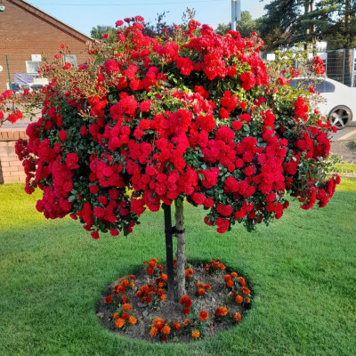 Trandafiri Plangatori Rosu - Ghiveci 5L 180-220cm - Anul 4-5