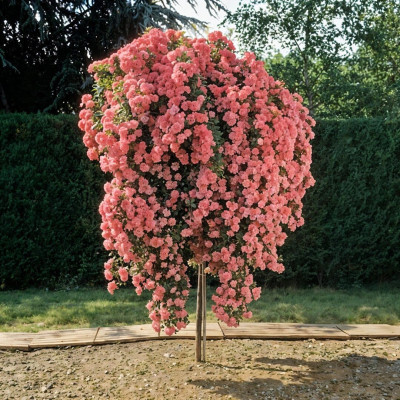 Trandafiri Plangatori Somon - Ghiveci 5L 180-220cm - Anul 4-5