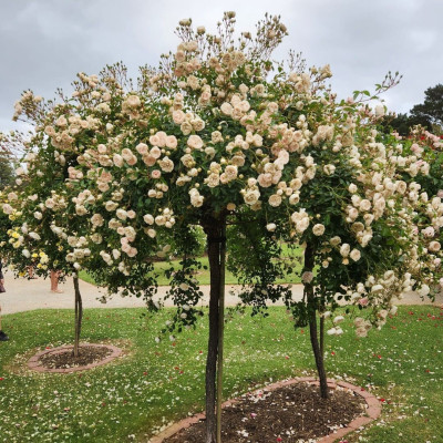 Trandafiri Plangatori Crem - Ghiveci 5L 180-220cm - Anul 4-5