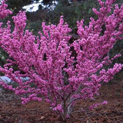 Cercis - Arborele lui Iuda - "Avondale"