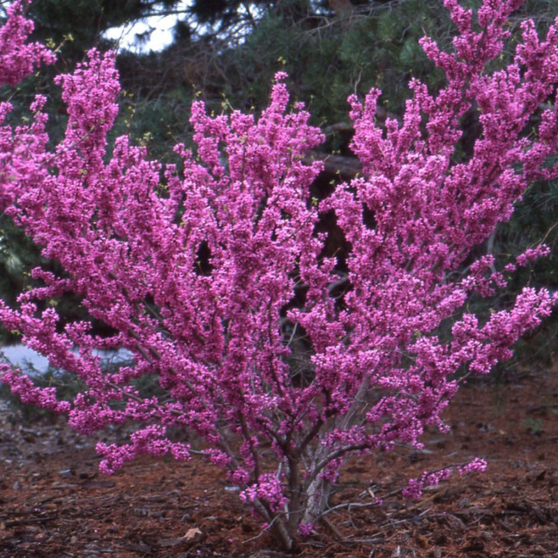 Cercis - Arborele lui Iuda - "Avondale"