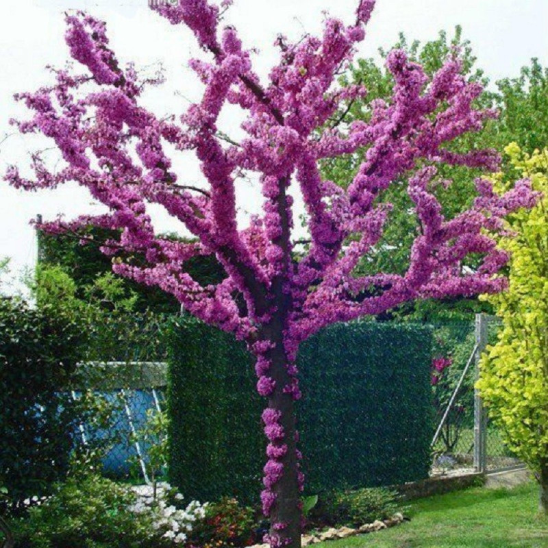 Cercis - Arborele lui Iuda - "Avondale" Ghiveci 7L  100 cm