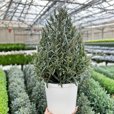 Lavanda Conica - 50cm - Ghiveci 2L