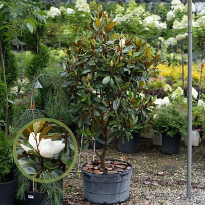 Magnolie Grandiflora Vesnic Verde "Little Gem" Ghiveci 7L 100cm