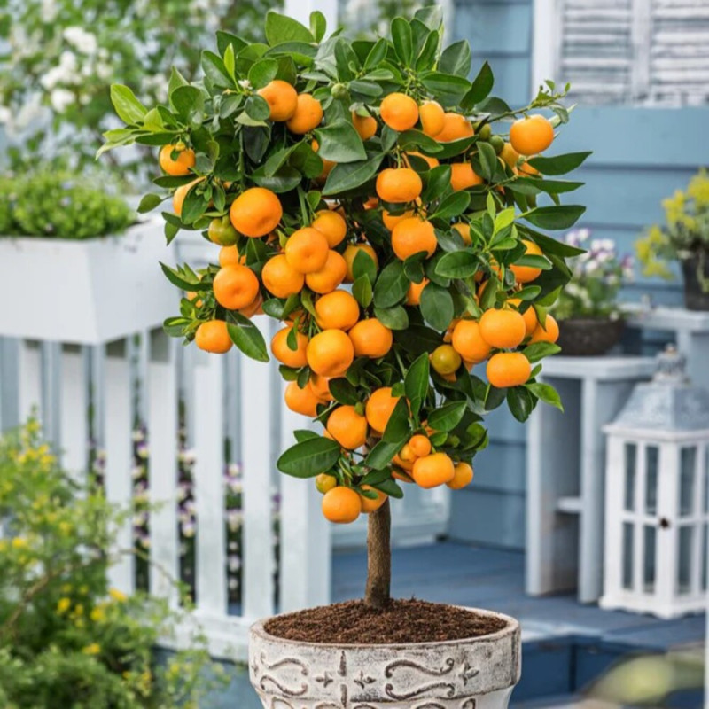 Citrus Calamondin - Ghiveci 2L - H 40-50cm - Fruct la Livrare