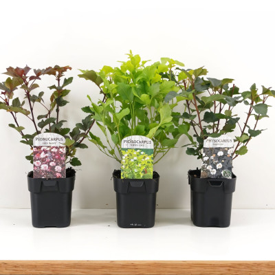 Physocarpus Opulifolius "3 Nuante Mix"  - Ghiveci 2L - H 50-60cm