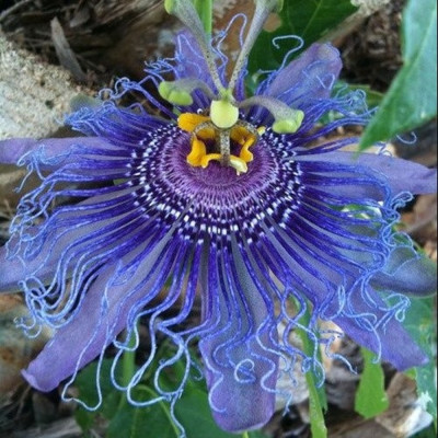 Passiflora Incarnata "Blue" Ghiveci 2L - 70cm