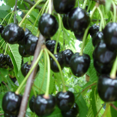 Cires Columnar "Black" - Anul 3 - RÄƒdÄƒcinÄƒ ÃŽmpachetatÄƒ