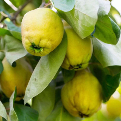 Gutui "Galata" - Pom Fructifer Anul 3 - Radacina Ambalata