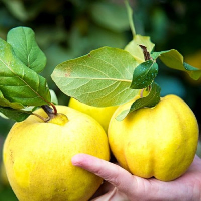 Gutui "Auriu" - Pom Fructifer Anul 3 - Radacina Ambalata