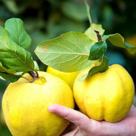 Gutui "Auriu" - Pom Fructifer Anul 3 - Radacina Ambalata
