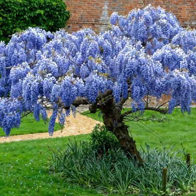 Glicina Albastra - "Wisteria Sinensis" - Ghiveci P9