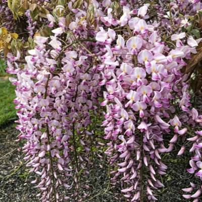 Glicina Roz - "Wisteria Sinensis" - Ghiveci P9