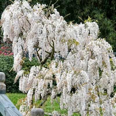 Glicina Alba - "Wisteria Sinensis" - Ghiveci P9