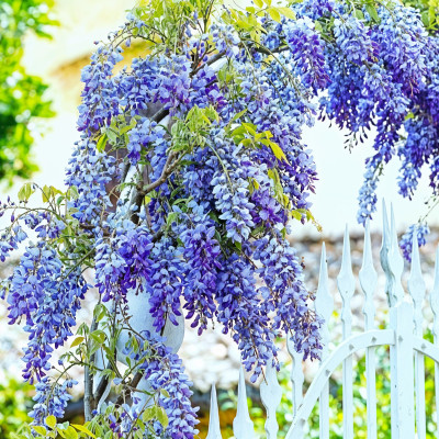 Glicina Albastra - "Wisteria Clasica" - Ghiveci P9