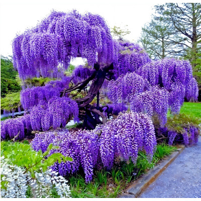 Glicina Mov - "Wisteria Clasica" - Ghiveci - Bulbshop
