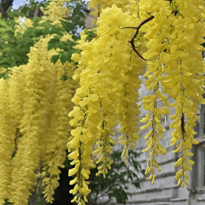 Glicina Galbena - "Wisteria Sinensis" - Ghiveci P9