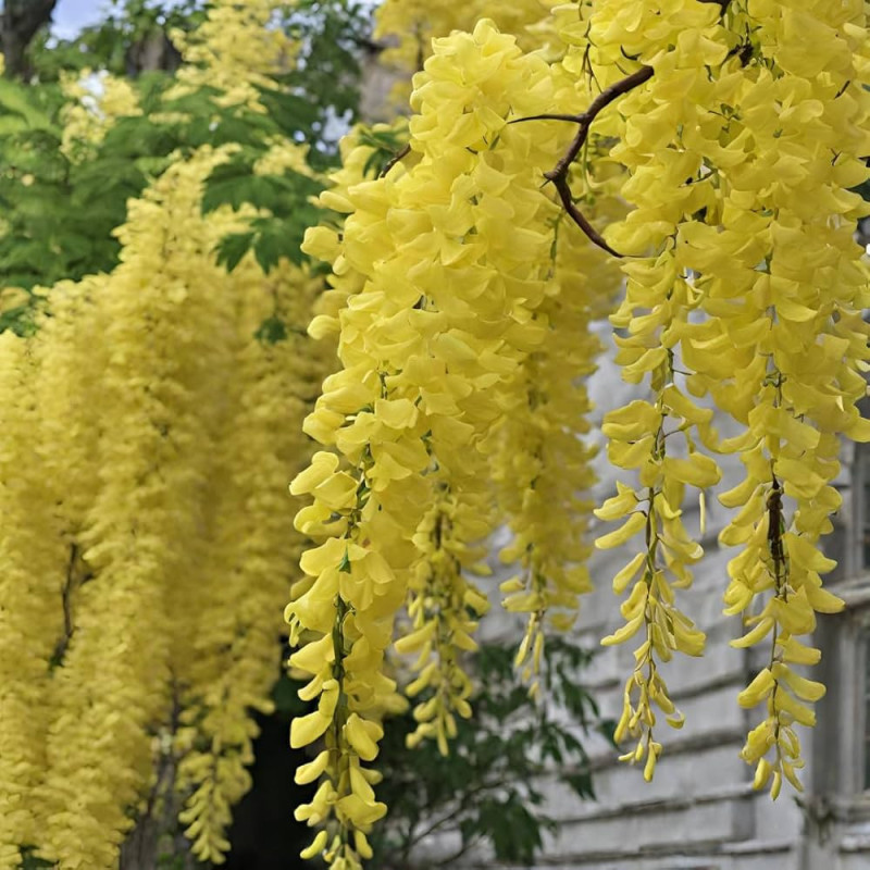 Glicina Galbena - "Wisteria Sinensis" - Ghiveci P9