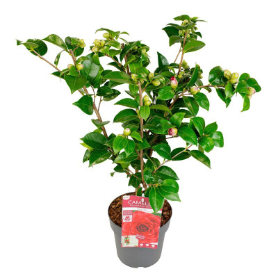 Camellia Japonica "Eugenia Montijo" Ghiveci 2L - Bulbshop