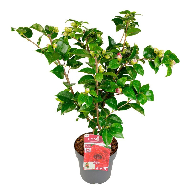 Camellia Japonica "Bicolor" Ghiveci 5L - Bulbshop