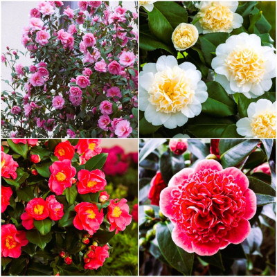 Promotie 4x Camellia Japonica "Mix Premium" - Ghiveci P9