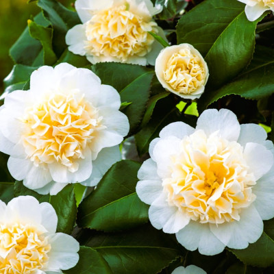 Camellia Japonica Galbena "Brushfields" - Ghiveci P9