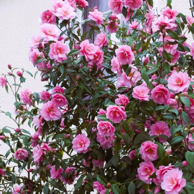Camellia Japonica Roz "Bonomiana" - Ghiveci P9