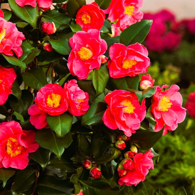 Camellia Japonica Rosie "Dr. King" - Ghiveci P9