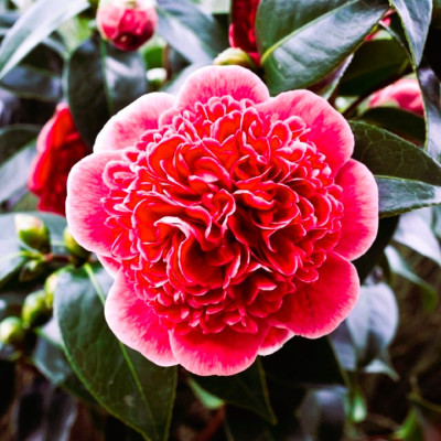 Camellia "Volunteer", Ghiveci 5L - Flori Vișinii | Bulbshop.ro