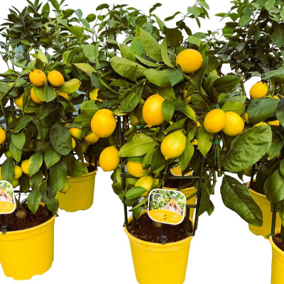 Lamai "Critrus Limon" - Ghiveci P9 - Bulbshop