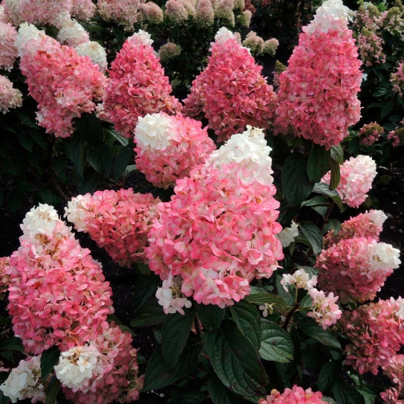 Hortensia Paniculata "Pink Lady" - Ghiveci P9