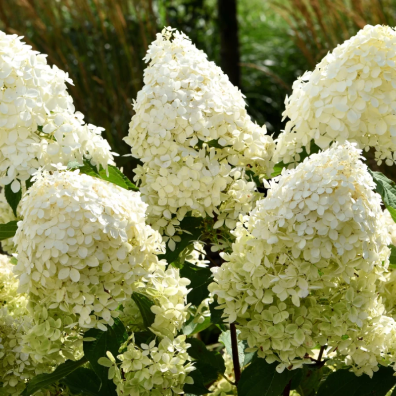 Hortensia Paniculata "Phantom" - Ghiveci P9