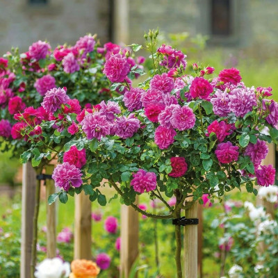 Trandafir Pomisor Princess la Ghiveci 5L, Flori Roz Delicate