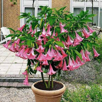 Trompeta Ingerilor Roz - Brugmansia - Ghiveci P9