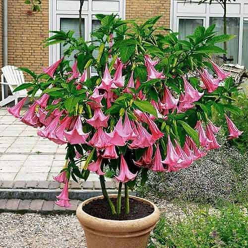 Trompeta Ingerilor Roz - Brugmansia - Ghiveci P9