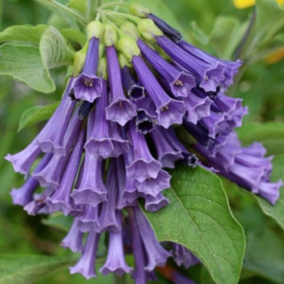 Trompeta Ingerilor Mov - Brugmansia - Ghiveci P9