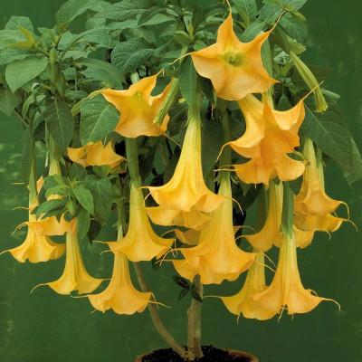 Trompeta Ingerilor Galbena - Brugmansia - Ghiveci P9