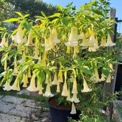 Trompeta Ingerilor Alba - Brugmansia - Ghiveci P9