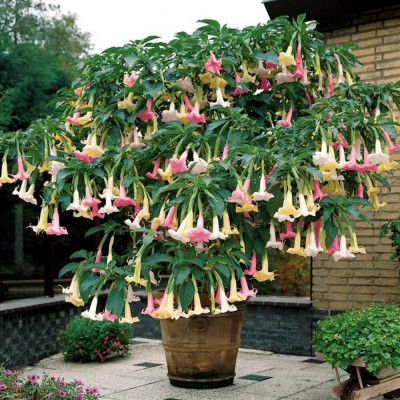 Trompeta Ingerilor in 3 Culori - Brugmansia - Ghiveci P9