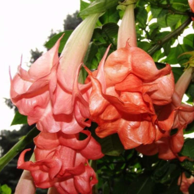 Trompeta Ingerilor Rosie - Brugmansia - Ghiveci P9