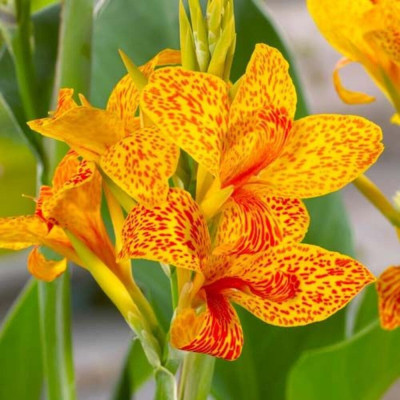 Canna Indica "Yellow King" 1 Bulb/Pachet