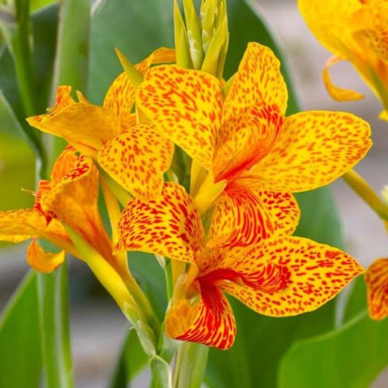 Canna Indica "Yellow King" 1 Bulb/Pachet