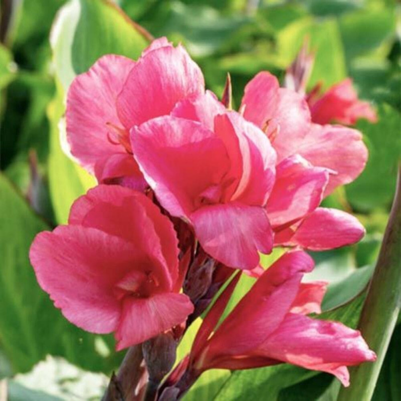Canna Indica "Yellow Tirol" 1 Bulb/Pachet