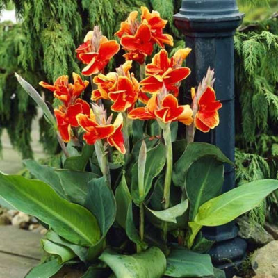 Canna Indica "Lucifer" 1 Bulb/Pachet