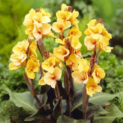 Canna Indica "Louis Cottin" 1 Bulb/Pachet